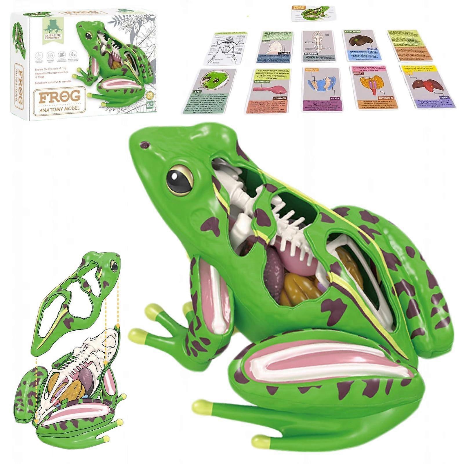 4D Frog Anatomy Model with Detachable Organs, Frog Dissection Kit for Classroom STEM Learning