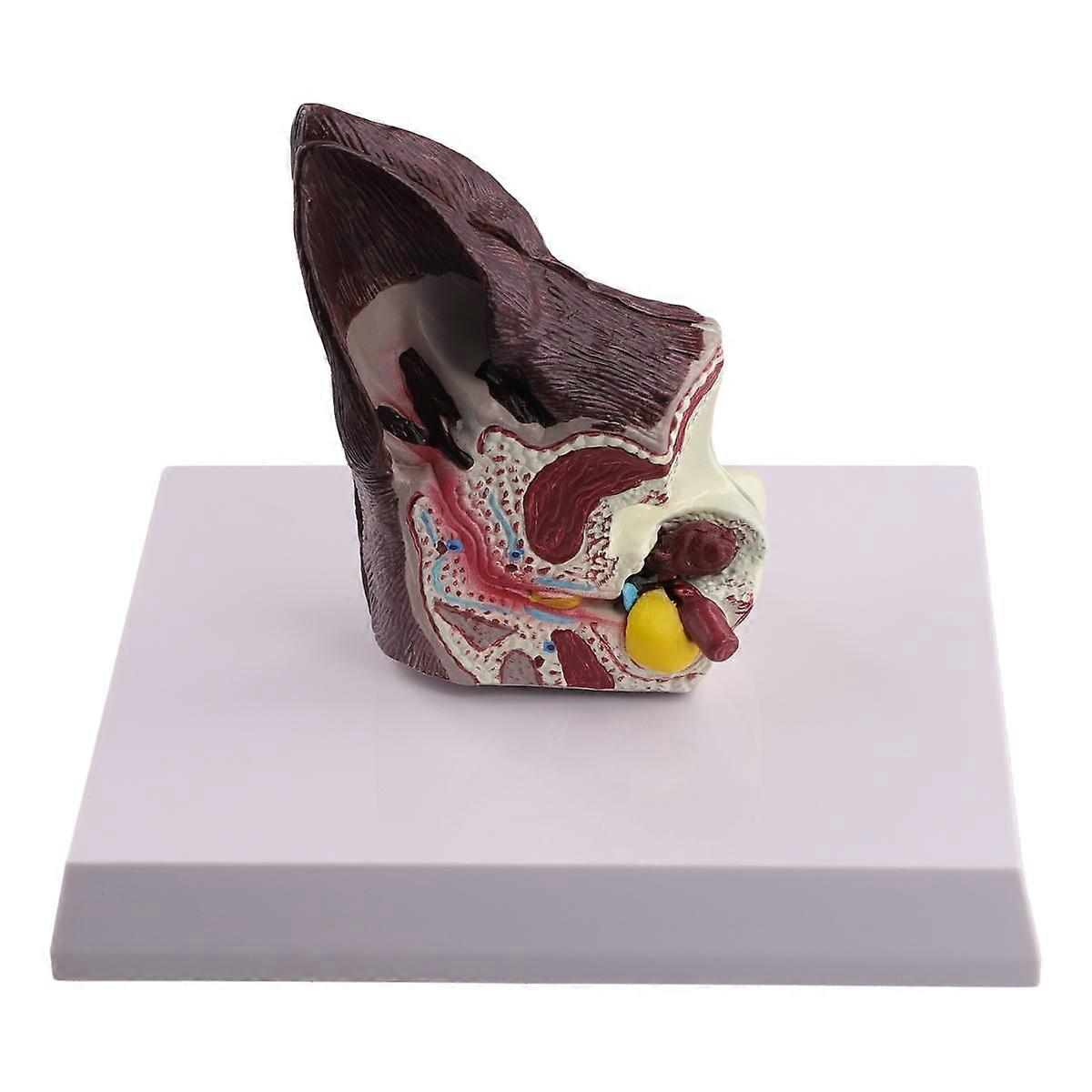 Dog Ear Lesion Animal Anatomy Model Veterinary Science Auxiliary Teaching Canines Research Direct S