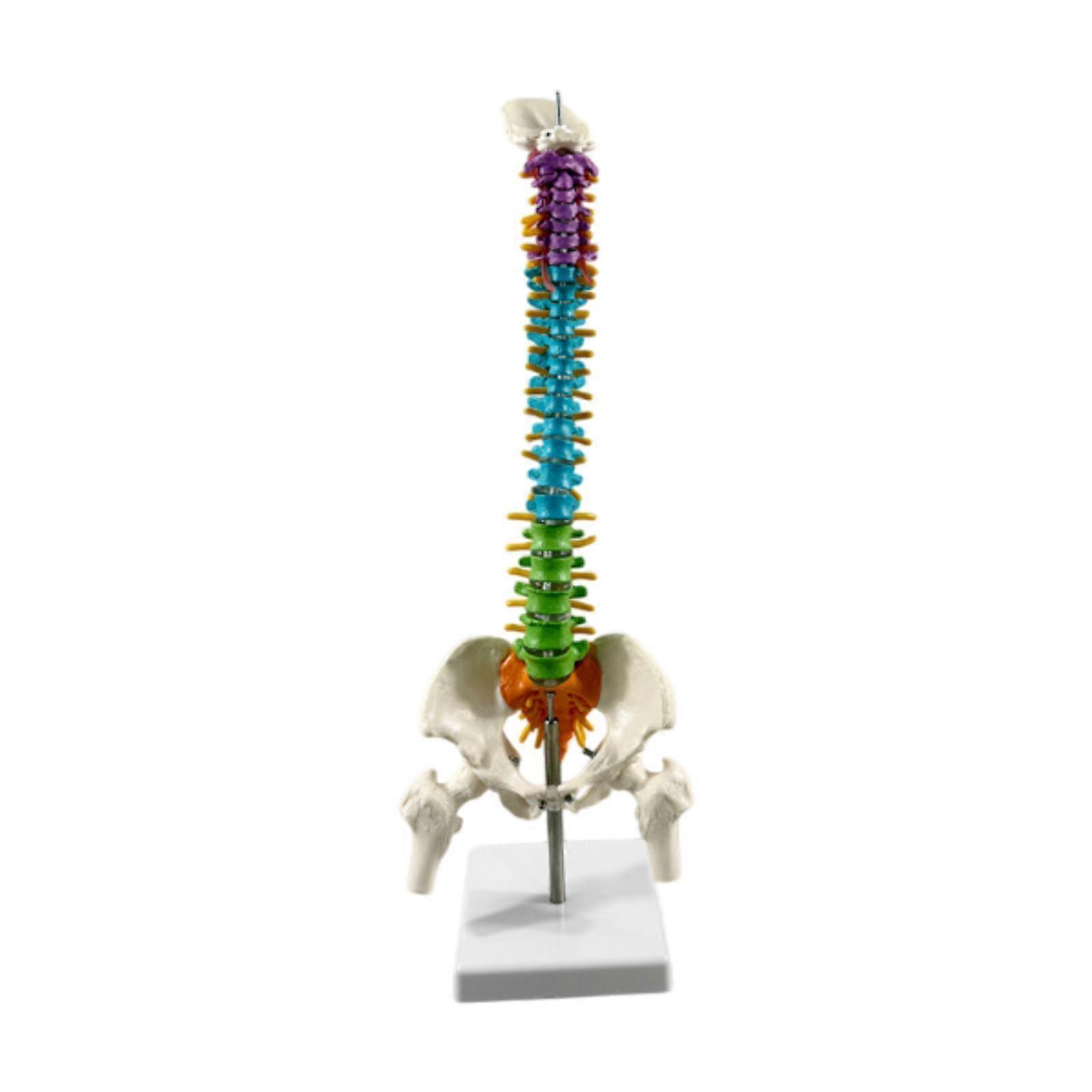 Human Skeleton Spine Model Skeleton Spine Model for Classroom Biology Class