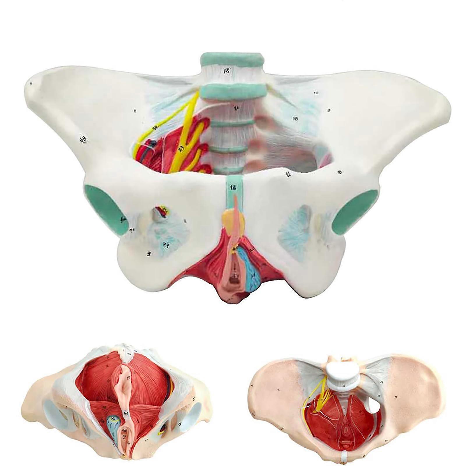 Female Pelvic Floor Model with Skeleton for Classroom