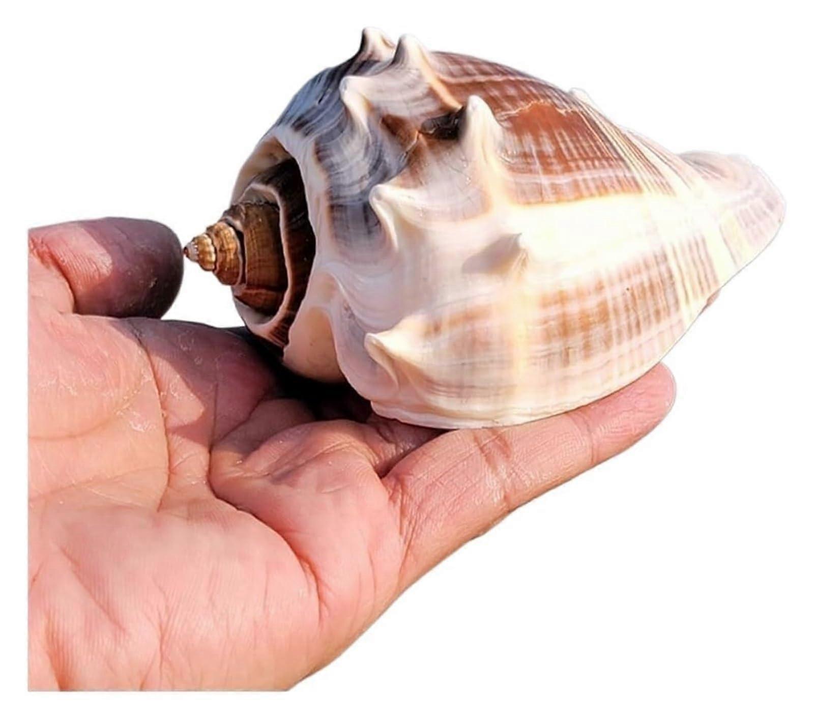 Natural Sea Shells for Crafts and Home Decor, Assorted Beach Seashells Ocean Conch 910cm