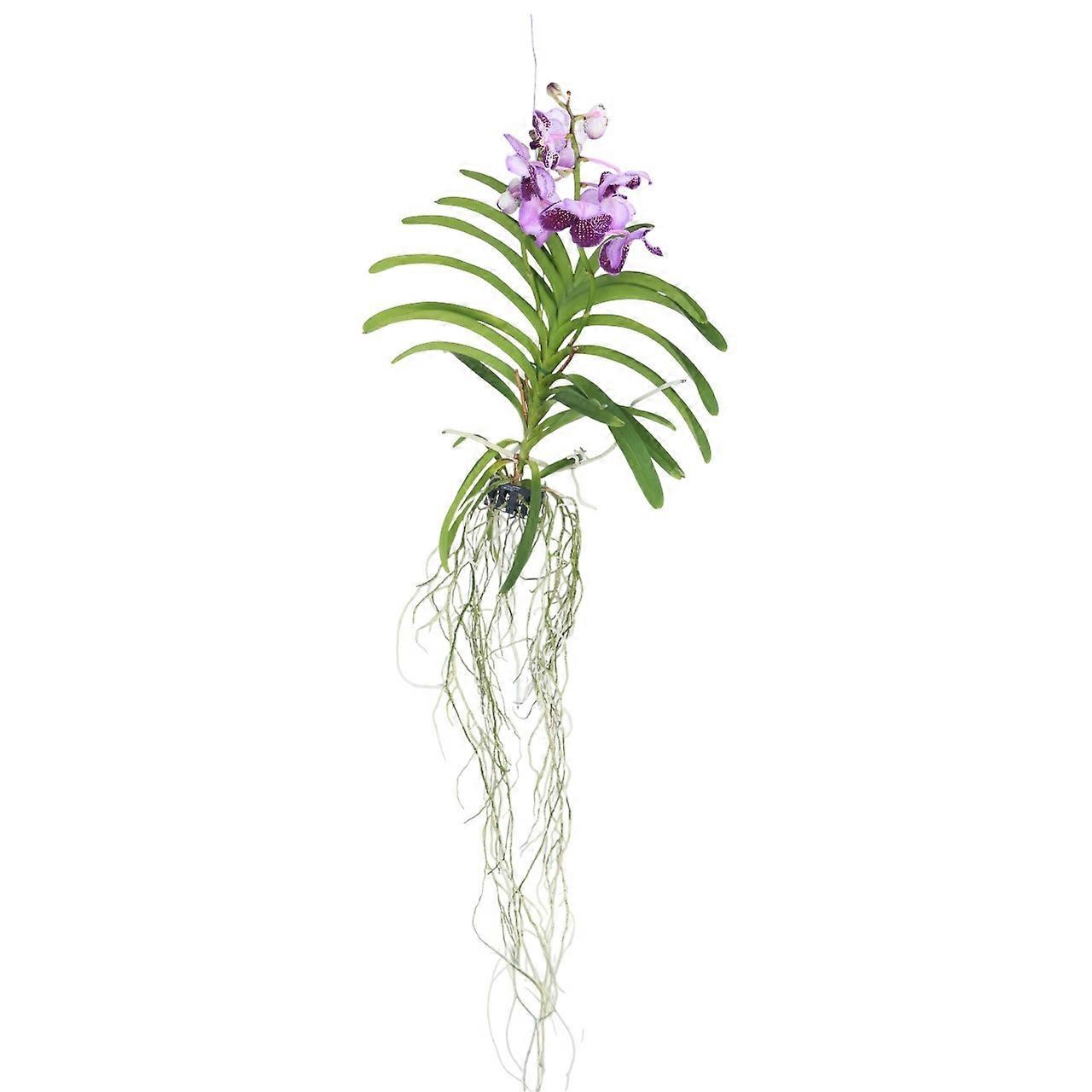 Vanda Orchidea - Vanda 'Lila' - Altezza 55-65cm