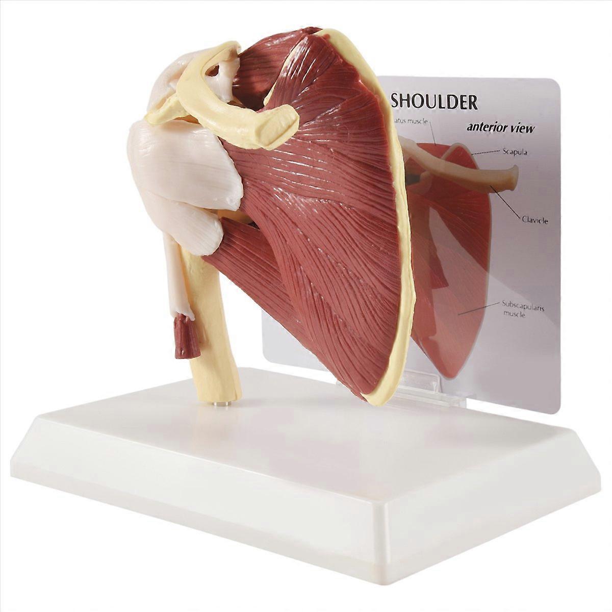 Human Skeleton Shoulder Scapula Clavicle Muscle Model Joint Functional Ligament Teaching Aid