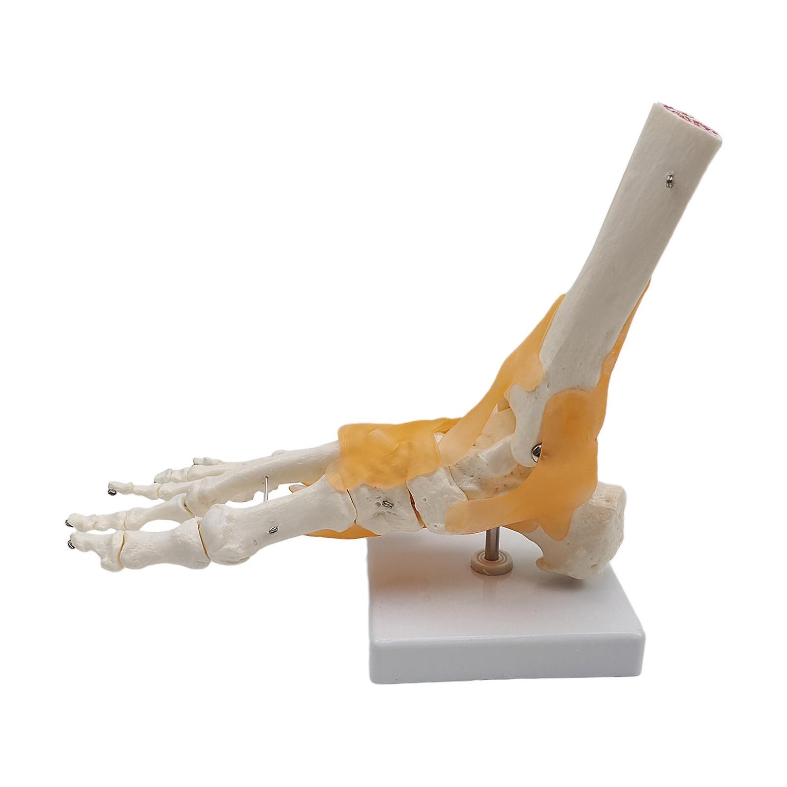 Foot Skeleton Model with Ligaments Foot Joint Model with Stand for Classroom