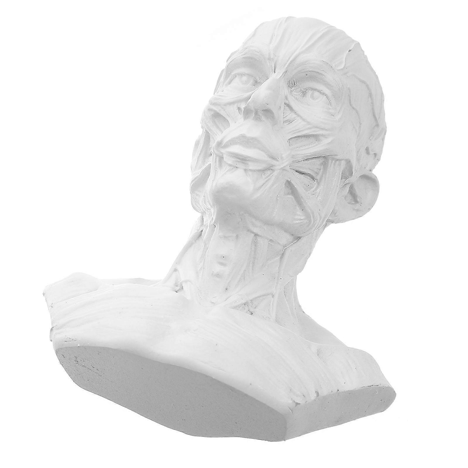 Drawing Model Skull Head Muscle Statue for Decor Resin Sketch Figurine