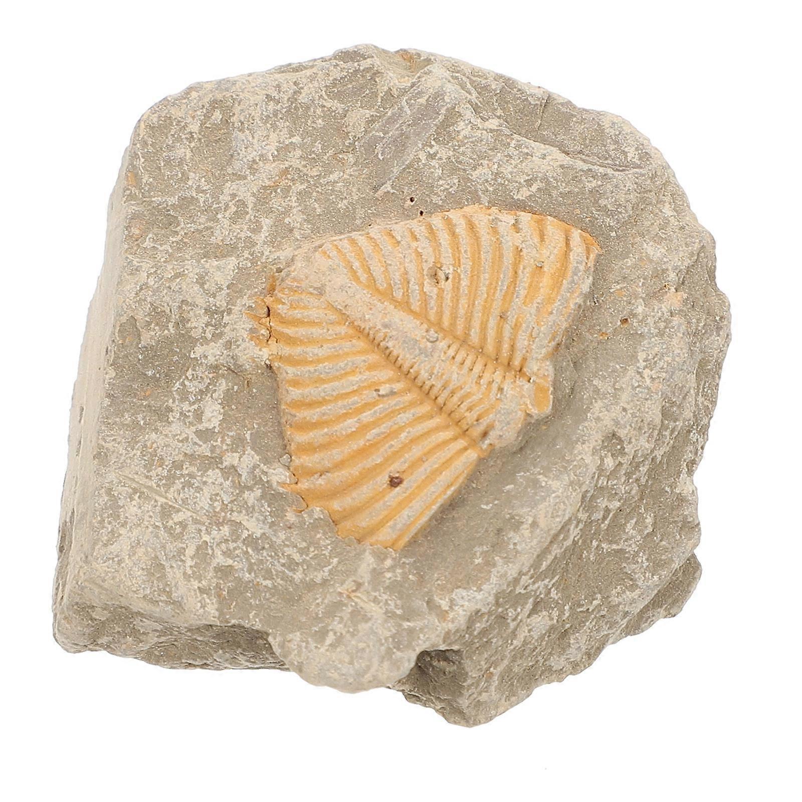 2Pcs Trilobite Simulation Model for Decoration Light Brown Specimen