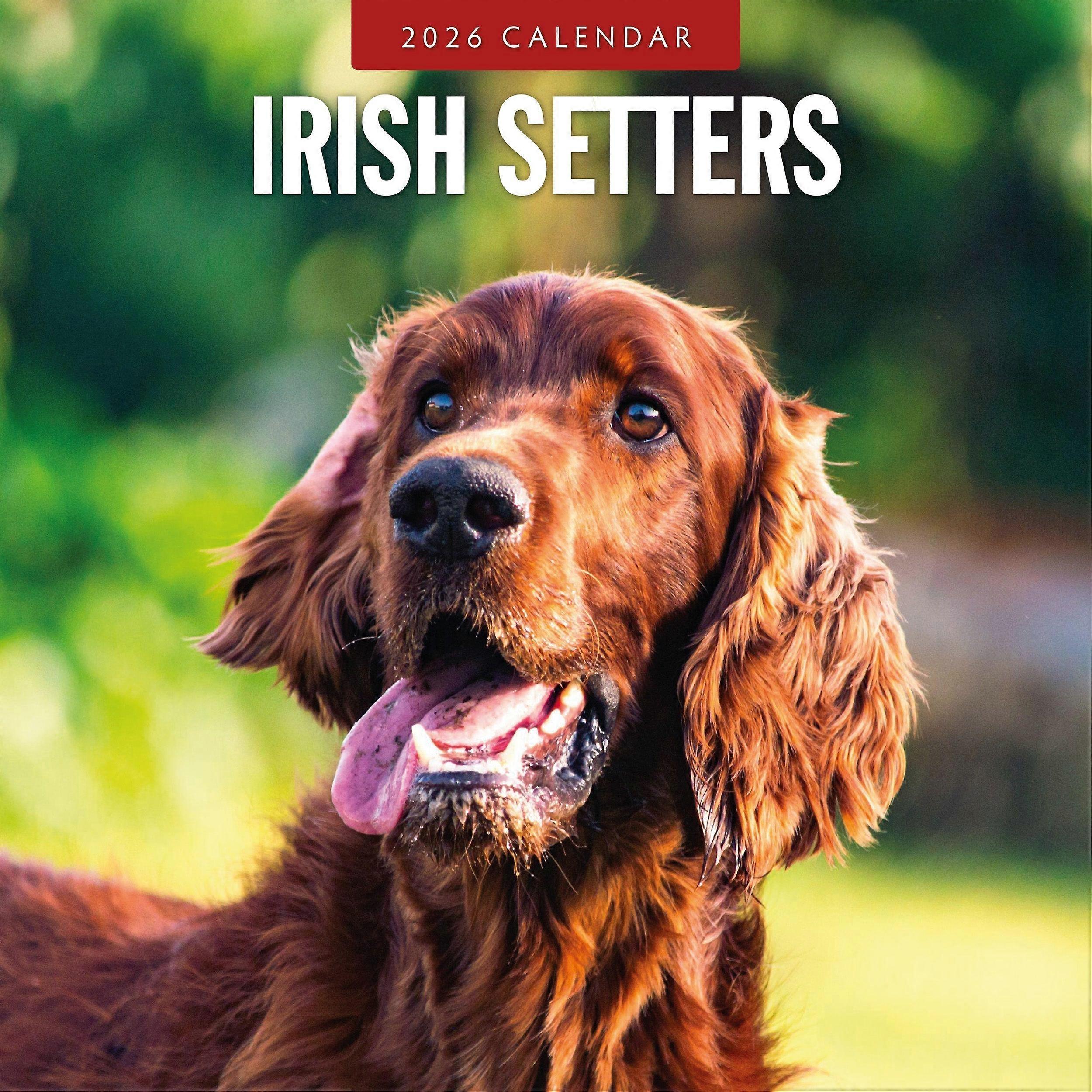Red Robin Irish Setter Calendar 2026