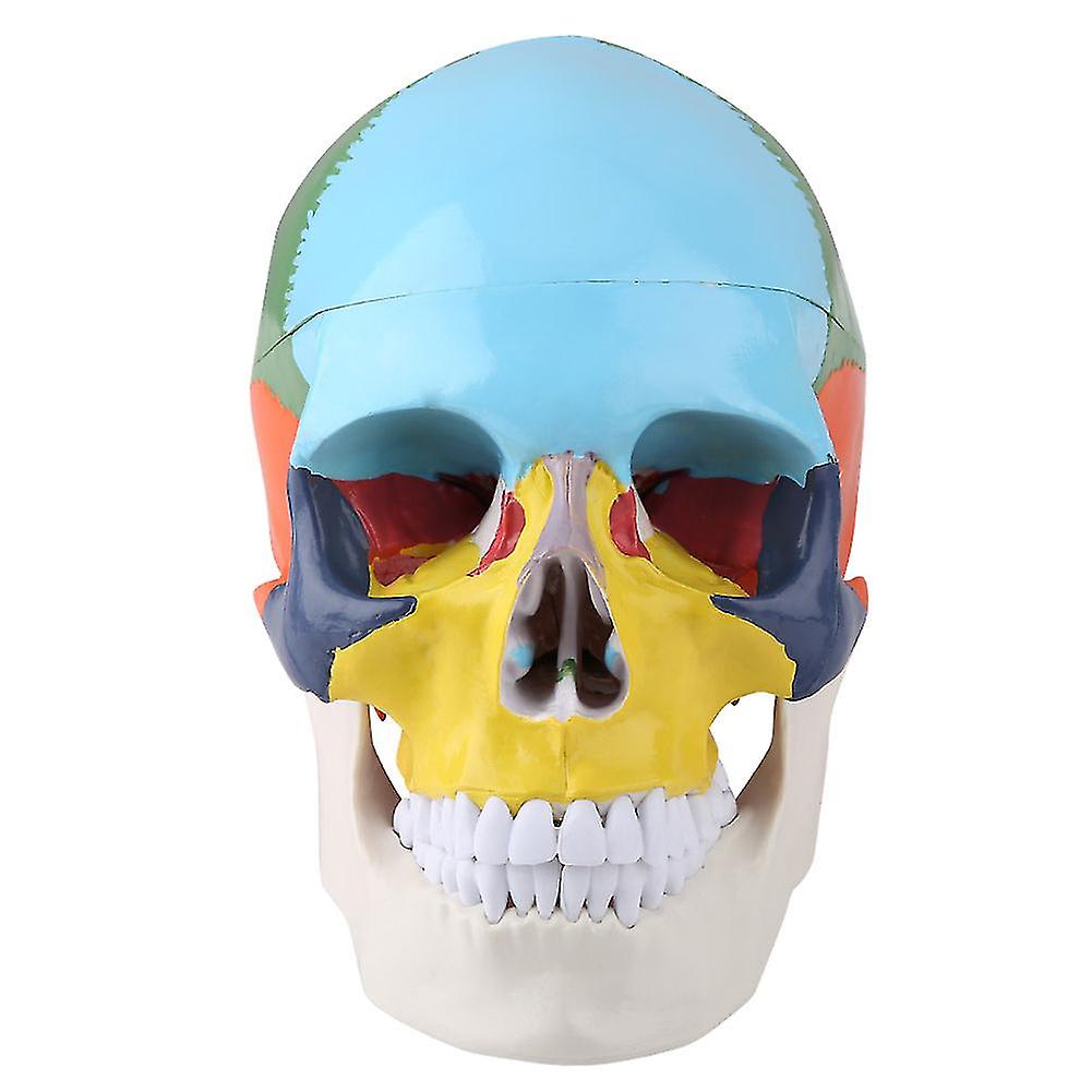 Medical Teach Instrument Coloured Adult Human Skull Anatomical Model With Identification Card