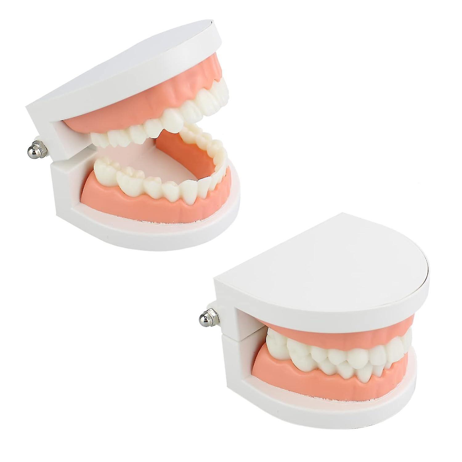 Teeth Dental Demonstration Model - Anatomical Tool, 2Pcs
