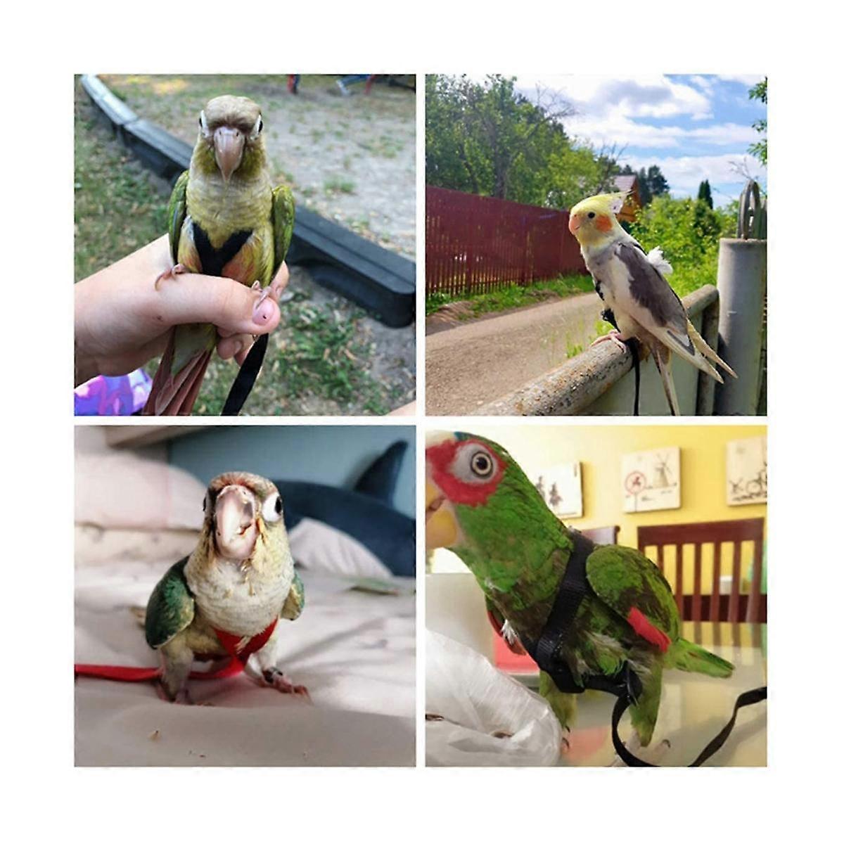 Parrot Bird Harness Leash Outdoor Flying Traction Strap Flying Training Rope Kit for Bird Parrot -Red XS