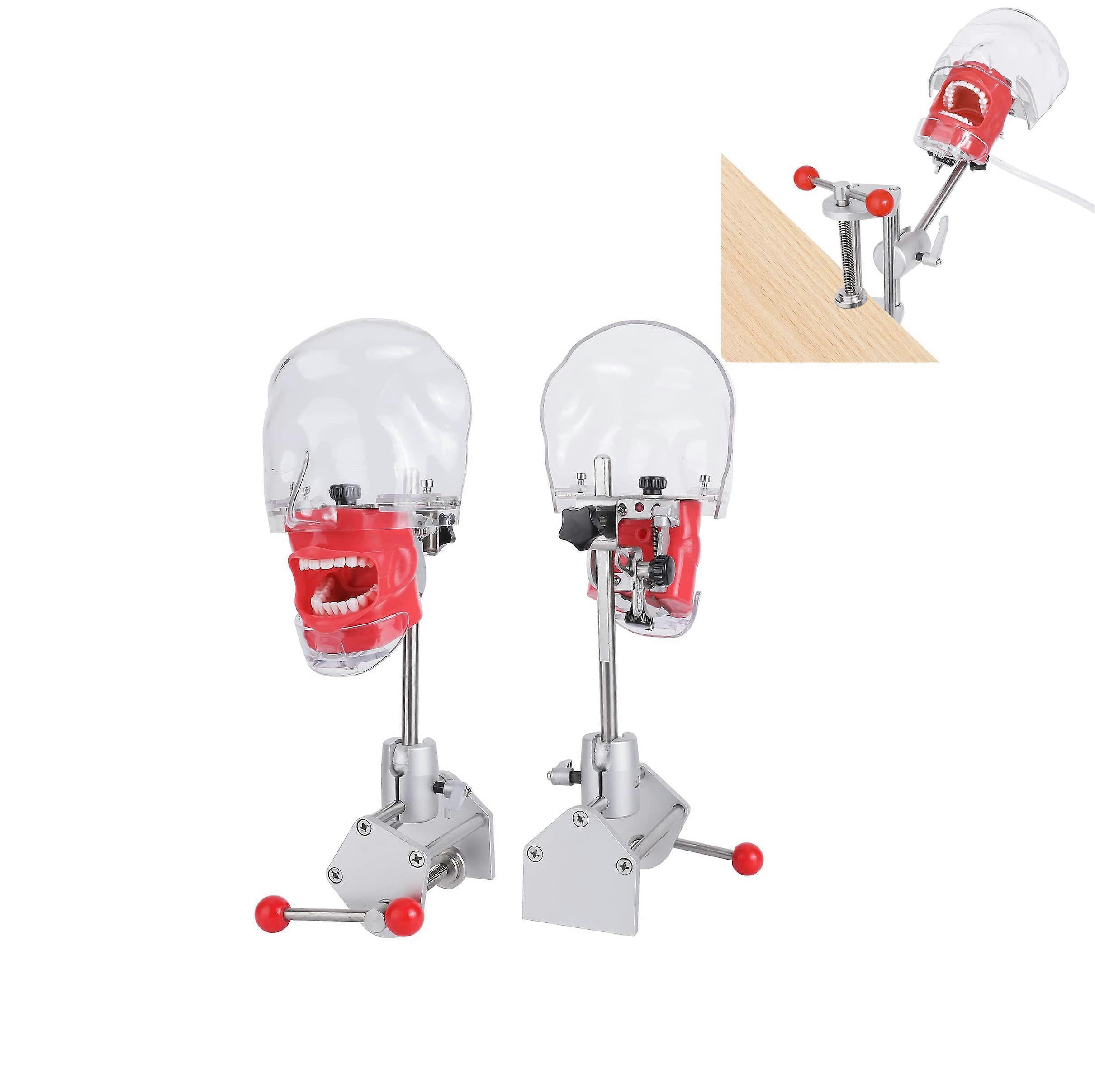 Dental Phantom Head with Replaceable Teeth, 360° Adjustable Dental Training Mannequin with Table Mount