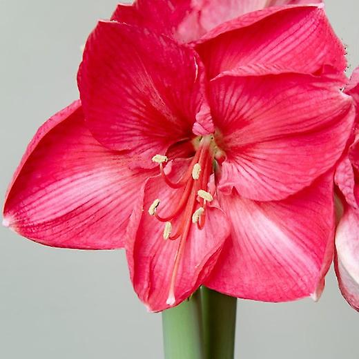 Amaryllis Hercules. Carmine vaaleanpunainen.