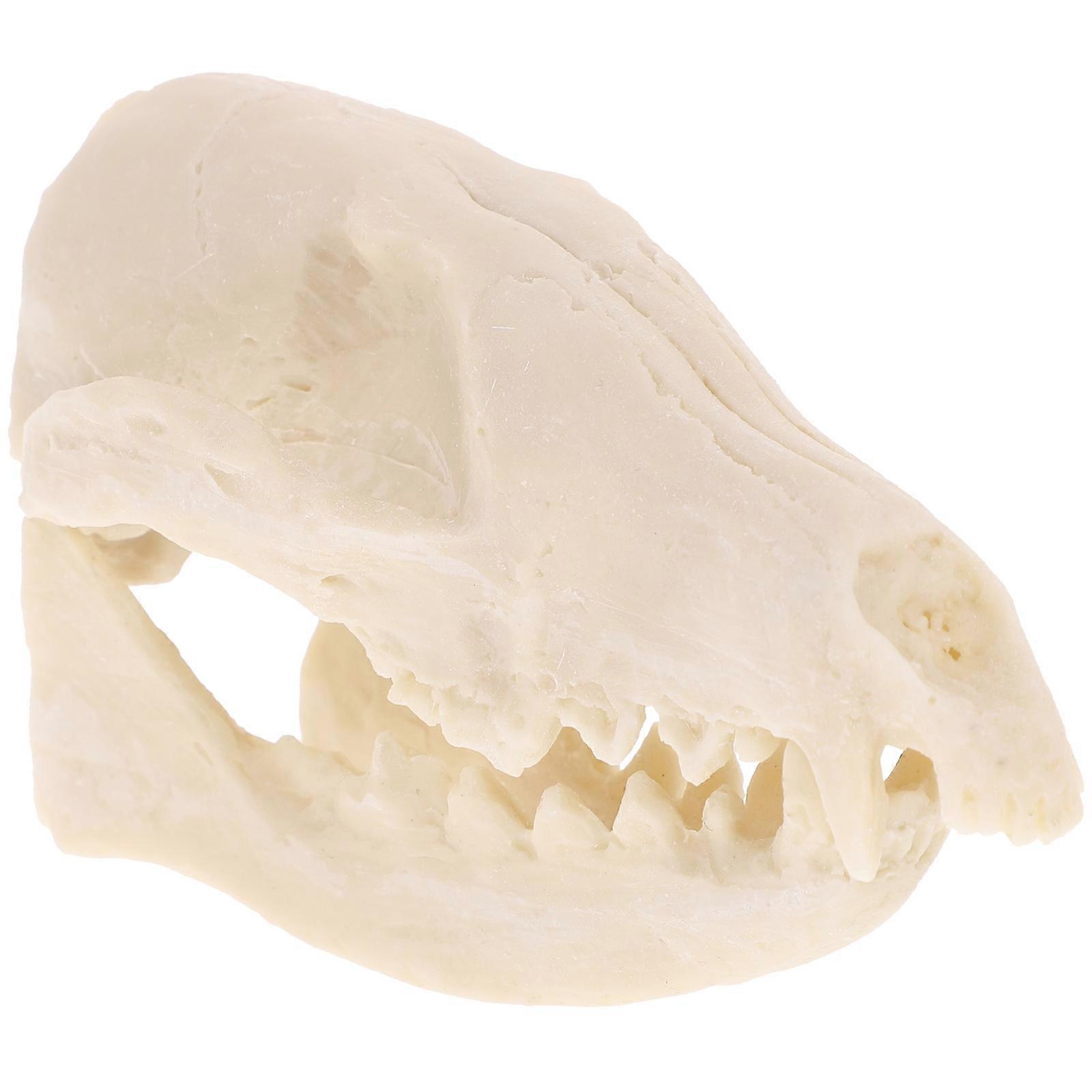 Skull Skeleton Ornament Enhancing Home Bars and Teaching Environments