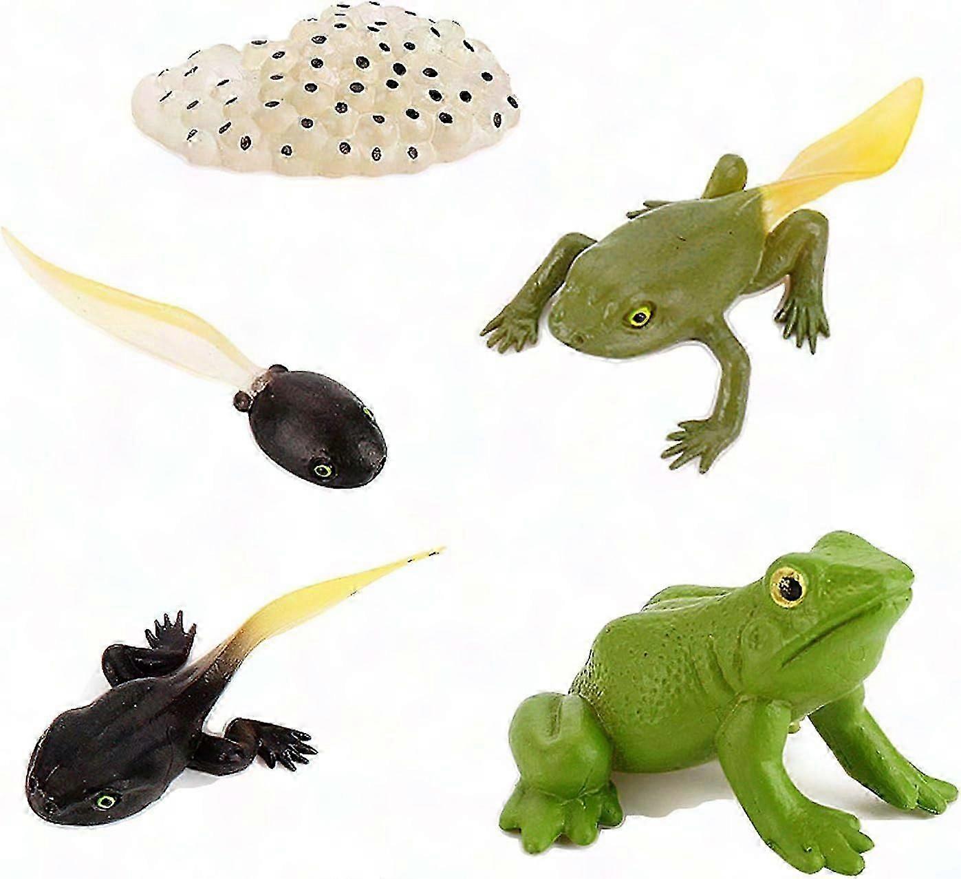 Frog Life Cycle Toy Set - Educational Growth Model Figures for Kids Learning