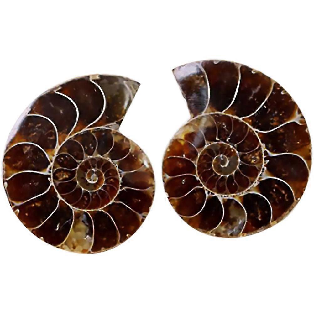 Ammonite Sample Paleontology Science Ornaments for Decoration 6Pcs