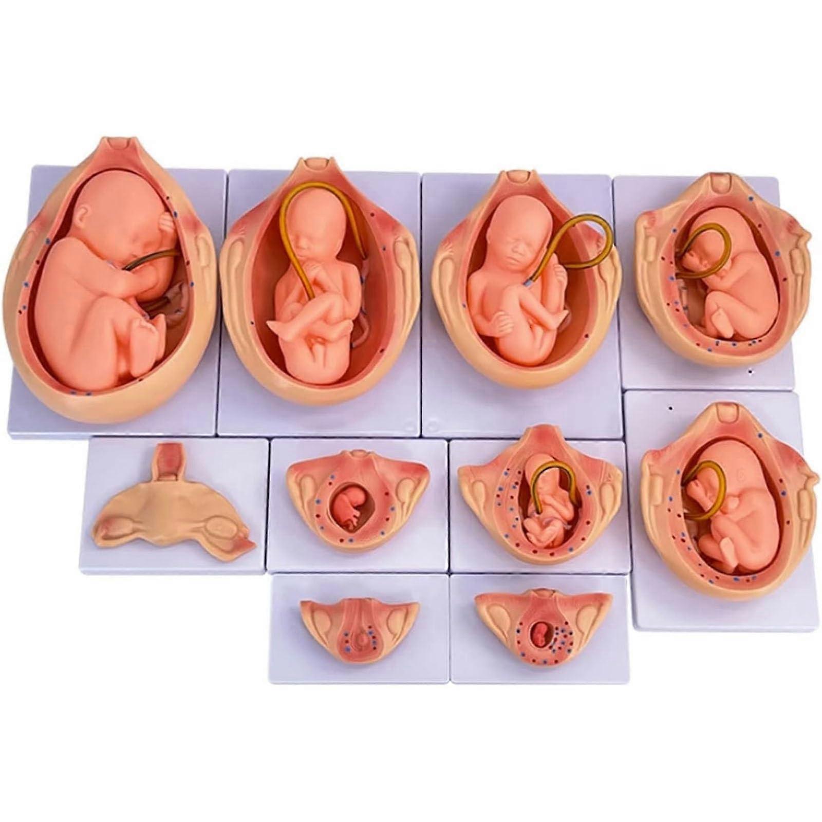 10 Stage Fetal Development Model Set with Removable Figures and HandPainted Details for Classroom Teaching