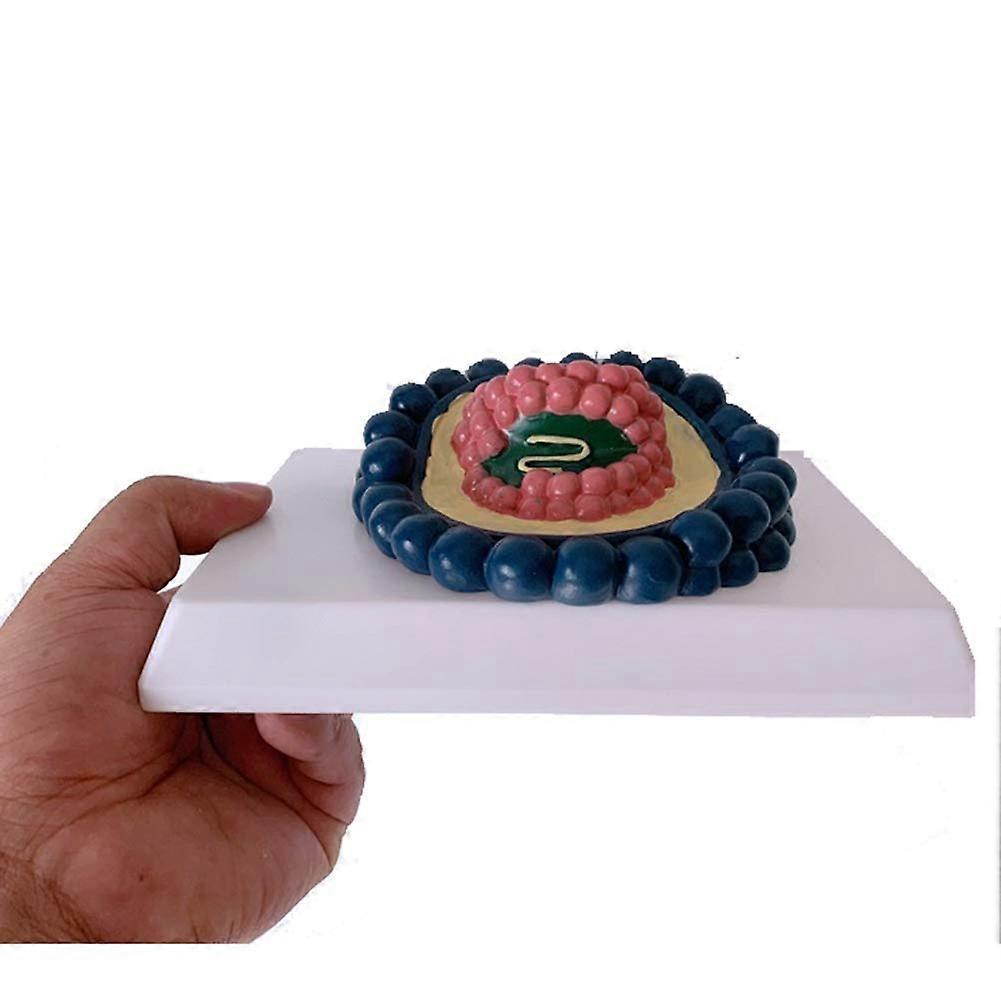 Human Coronavirus Educational Model with Accurate Virus Anatomy and Enlarged Visual Display for Teaching