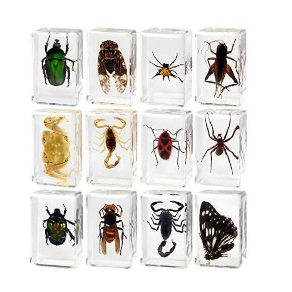 Insect Specimens, Resin, Decorative