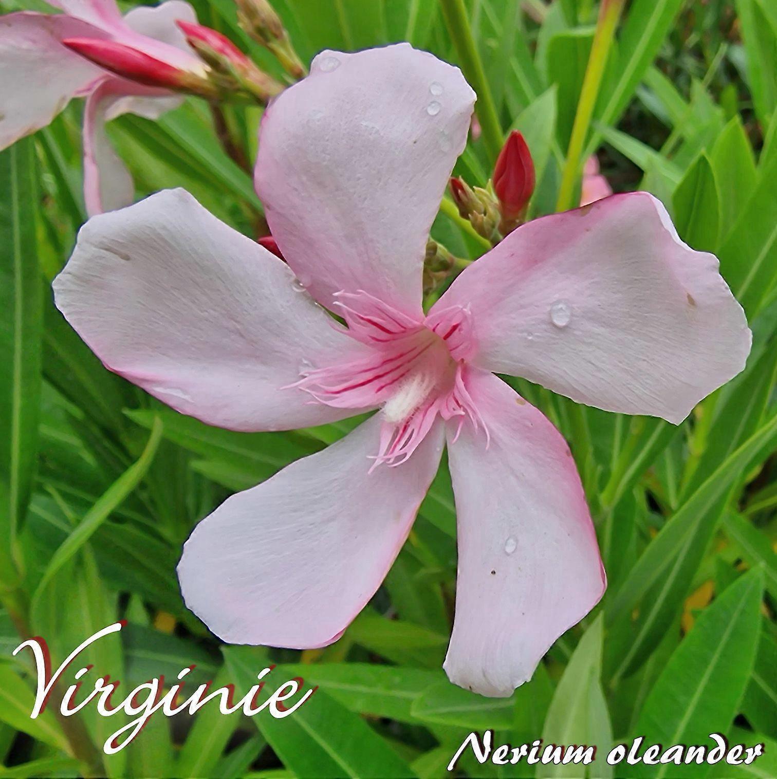 Oleanteri "Virginie" - Nerium oleander - Koko C03