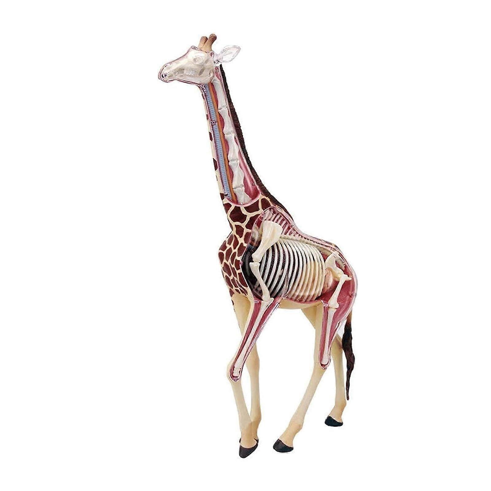 Giraffe Anatomy Model with 27 Removable Organs for Classroom Teaching and Veterinary Training