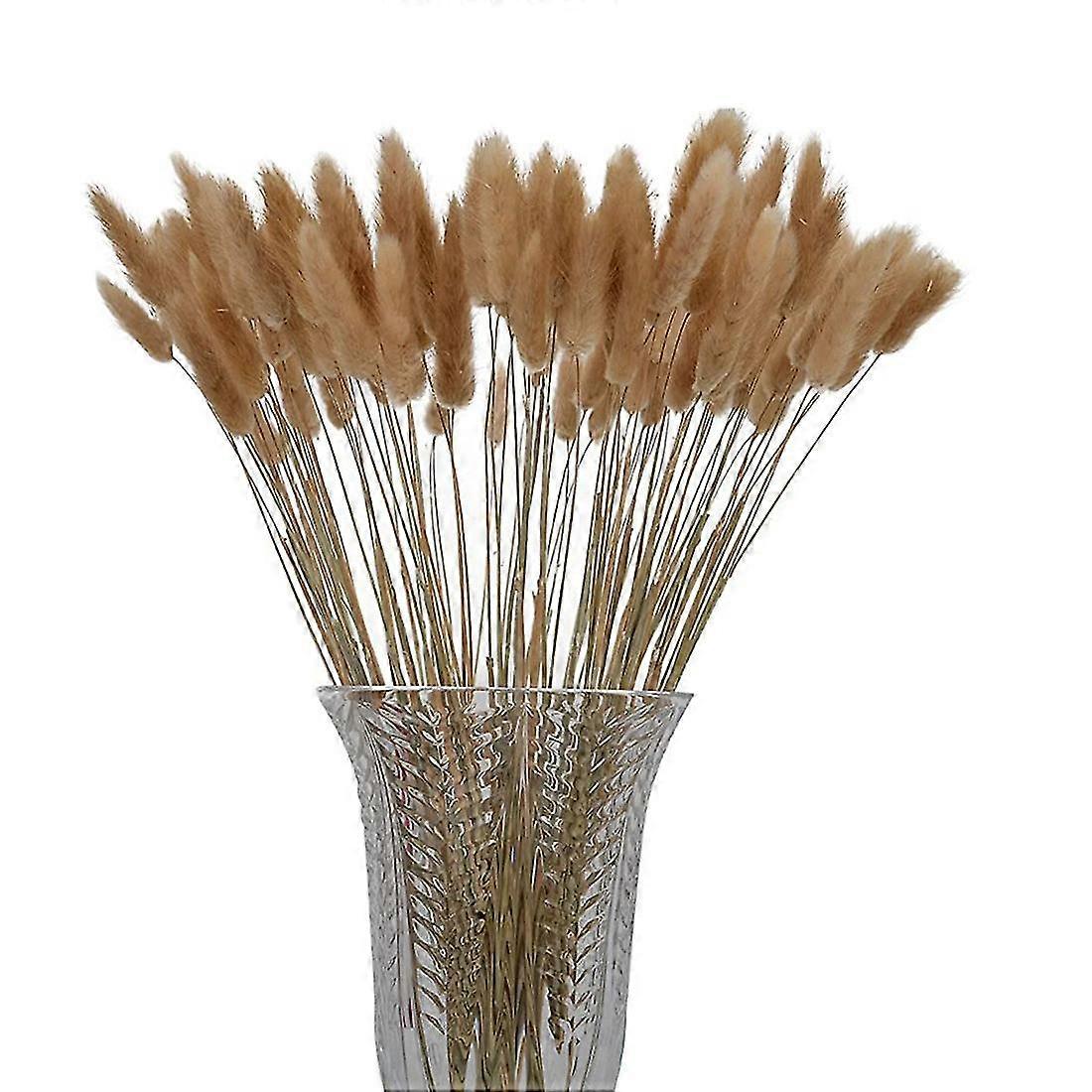 100 stems natural dried bunny tail grass, rabbit tail grass