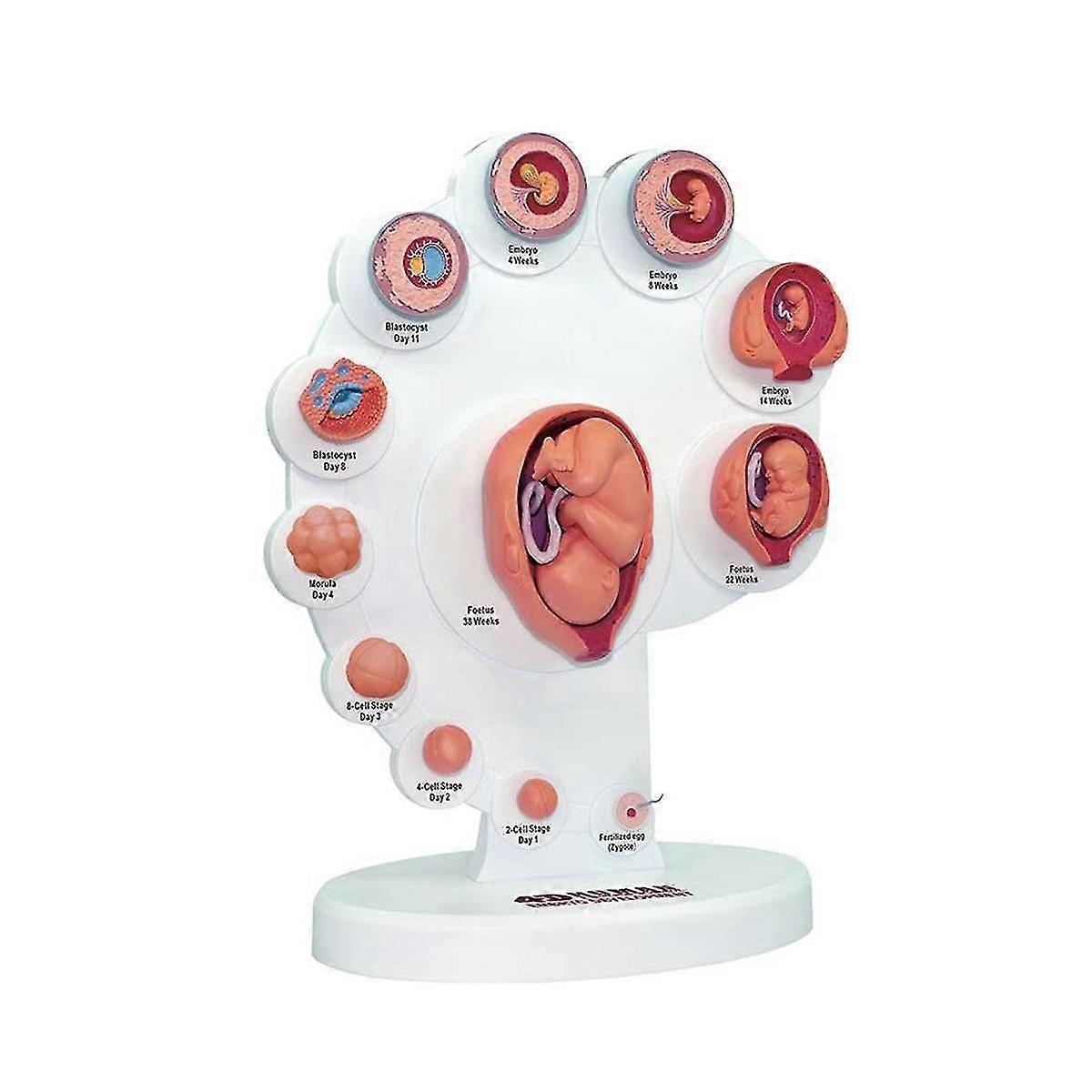 4D تطور الجنين البشري نموذج تشريحي نمو الجنين الجهاز تعليم ألبينيا تجميعها اللعب