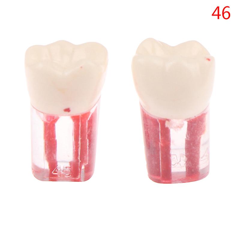 2Pcs Resin Dental Endodontic Tooth Model Endo Root Canal Files Pulp Practice