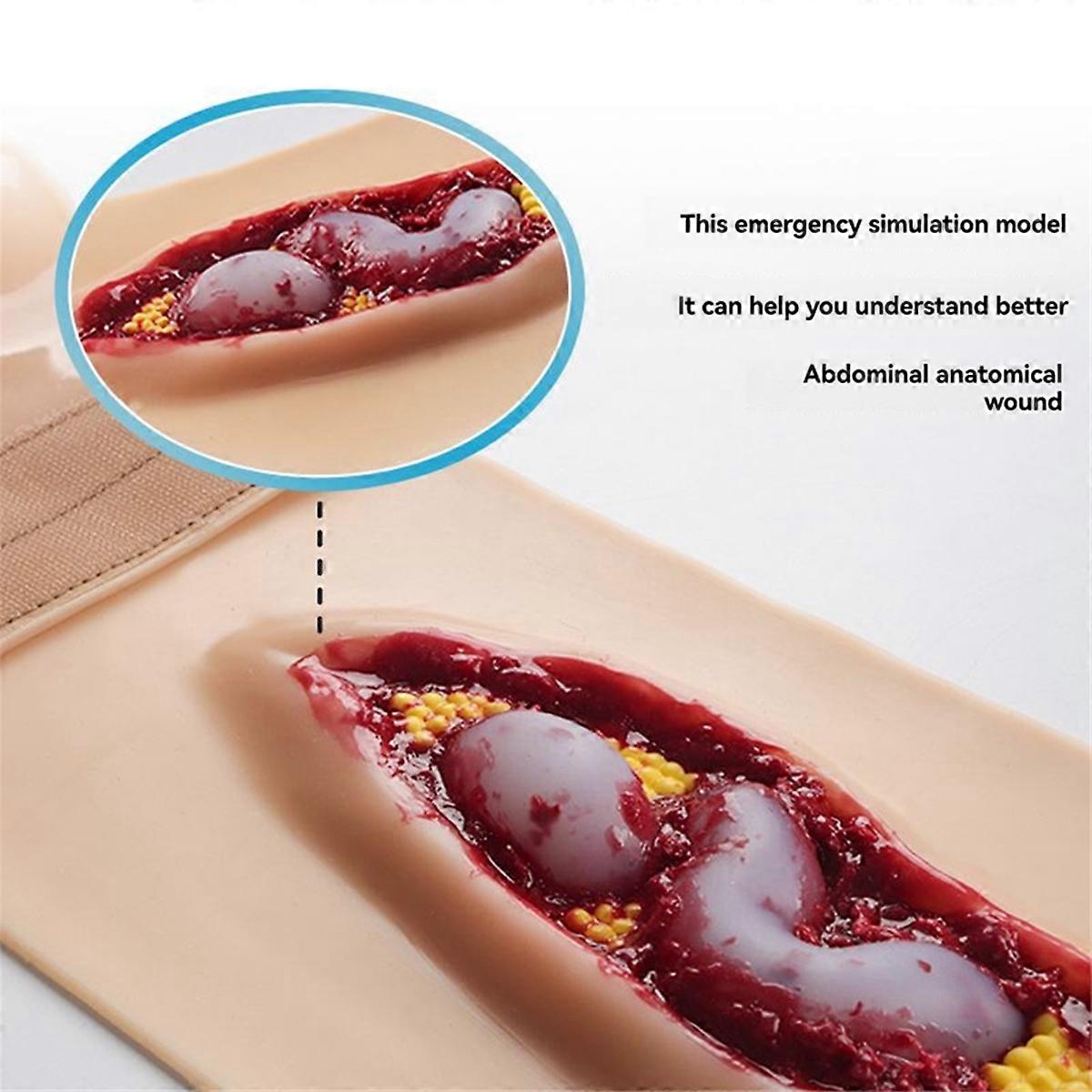 Abdominal Anatomy Wound Training Model for Medical Teaching and Training, an Emergency Simulatio
