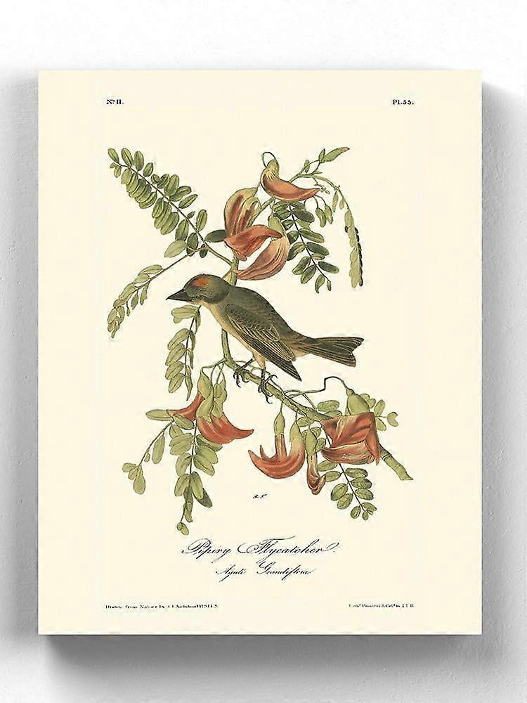 Pipiry Flycatcher τυλιγμένο καμβά -John James Audubon Σχέδια,-ouyab1616