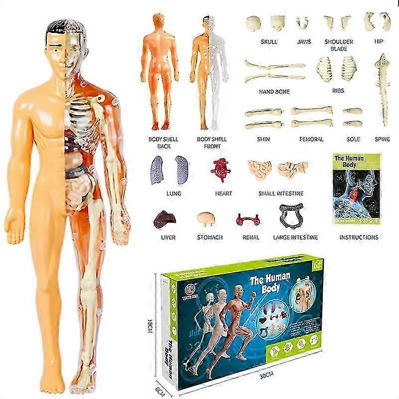 Clear Human Body Structure Model,3D Anatomy Figure Kit  Removable Organs, Bones