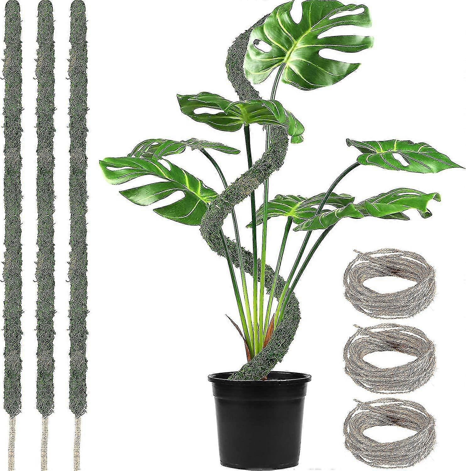 where to buy a prayer plant Buy a Red Prayer Plant