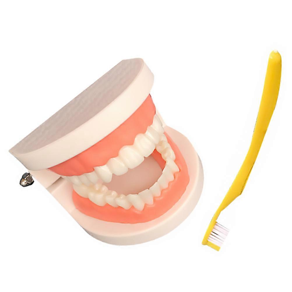 Teaching Study Oral Education Child Teeth Model 1Set ABS Material
