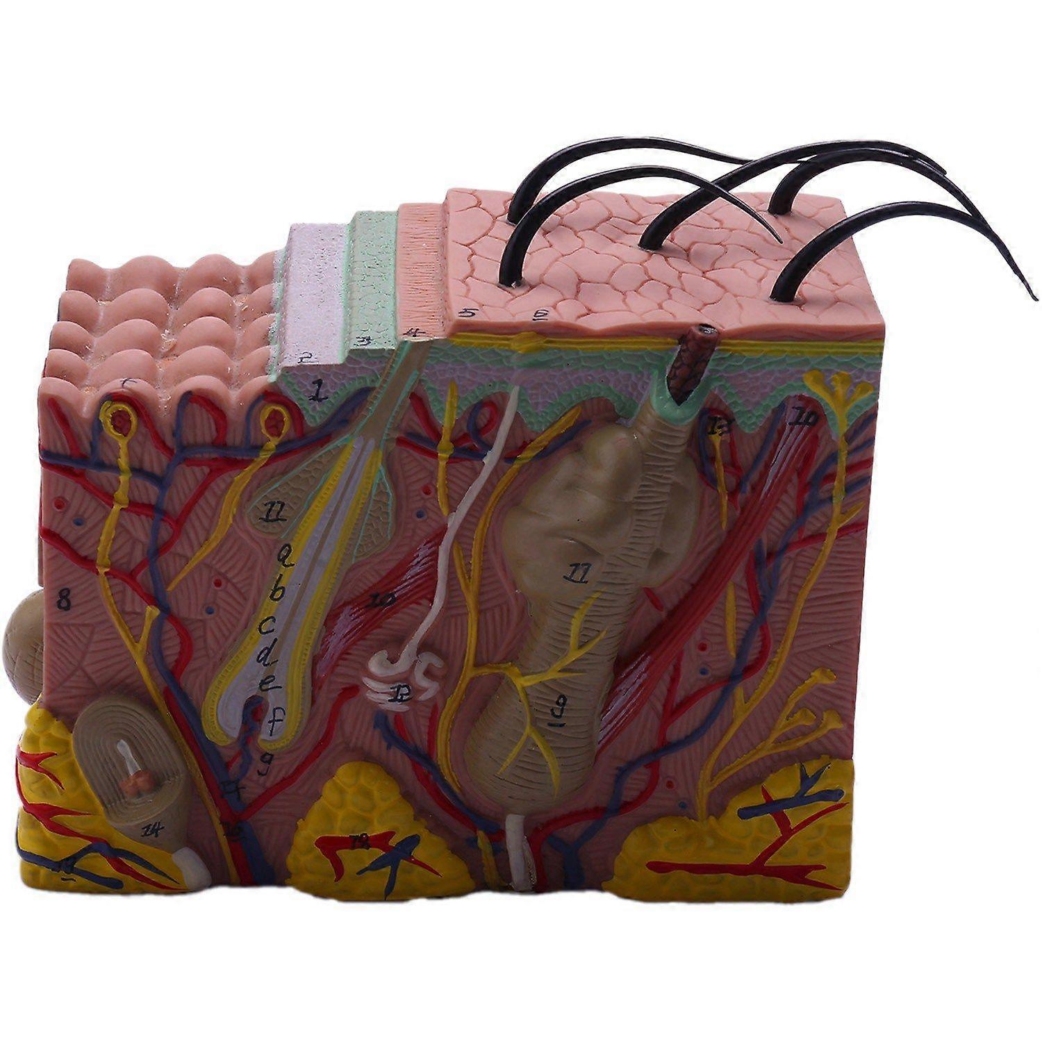 Skin Model, 35X Skin and Hair Structure Enlarge Model Anatomical Model Anatomy for Science Classroo