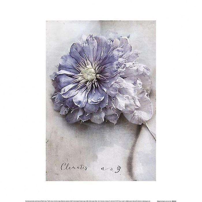 Heather Johnston Clematis Poster