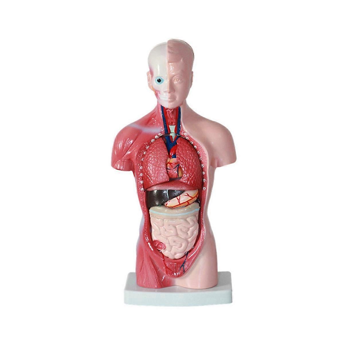 11 Inch Human Torso Body Model Anatomy Anatomical Internal Organs for Student Teaching Study Assemb