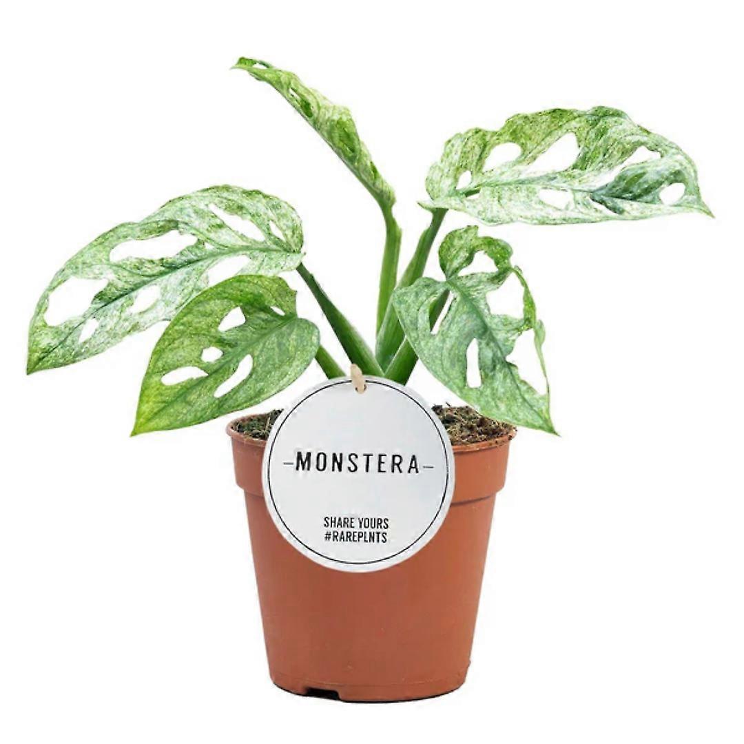 Monstera 'Mint' Ø9cm