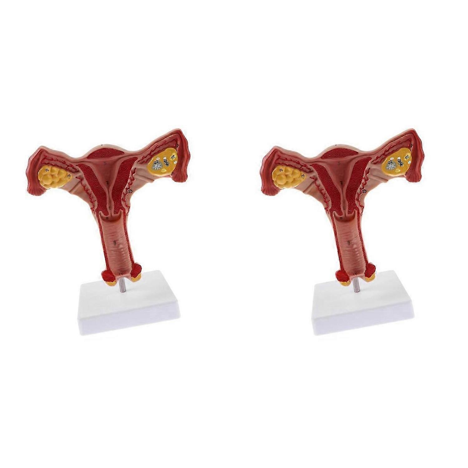 1:1 Human Female Uterus Ovary Fallopian Tubes Model Teaching Tools