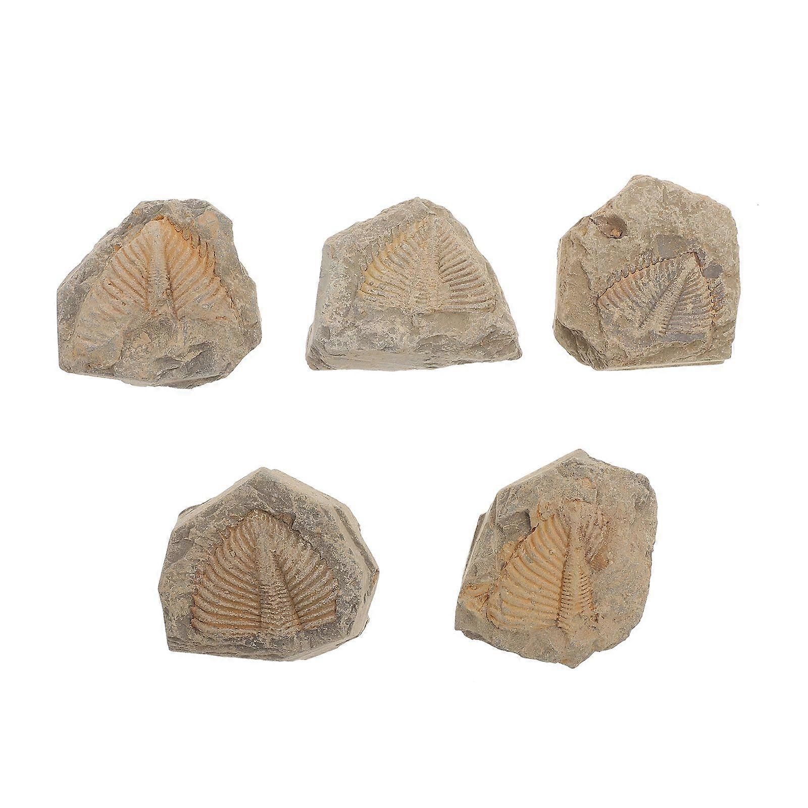 5pcs Trilobite Fossil Adornment Simulation Fossil Model Fossil Model (Random Shape)