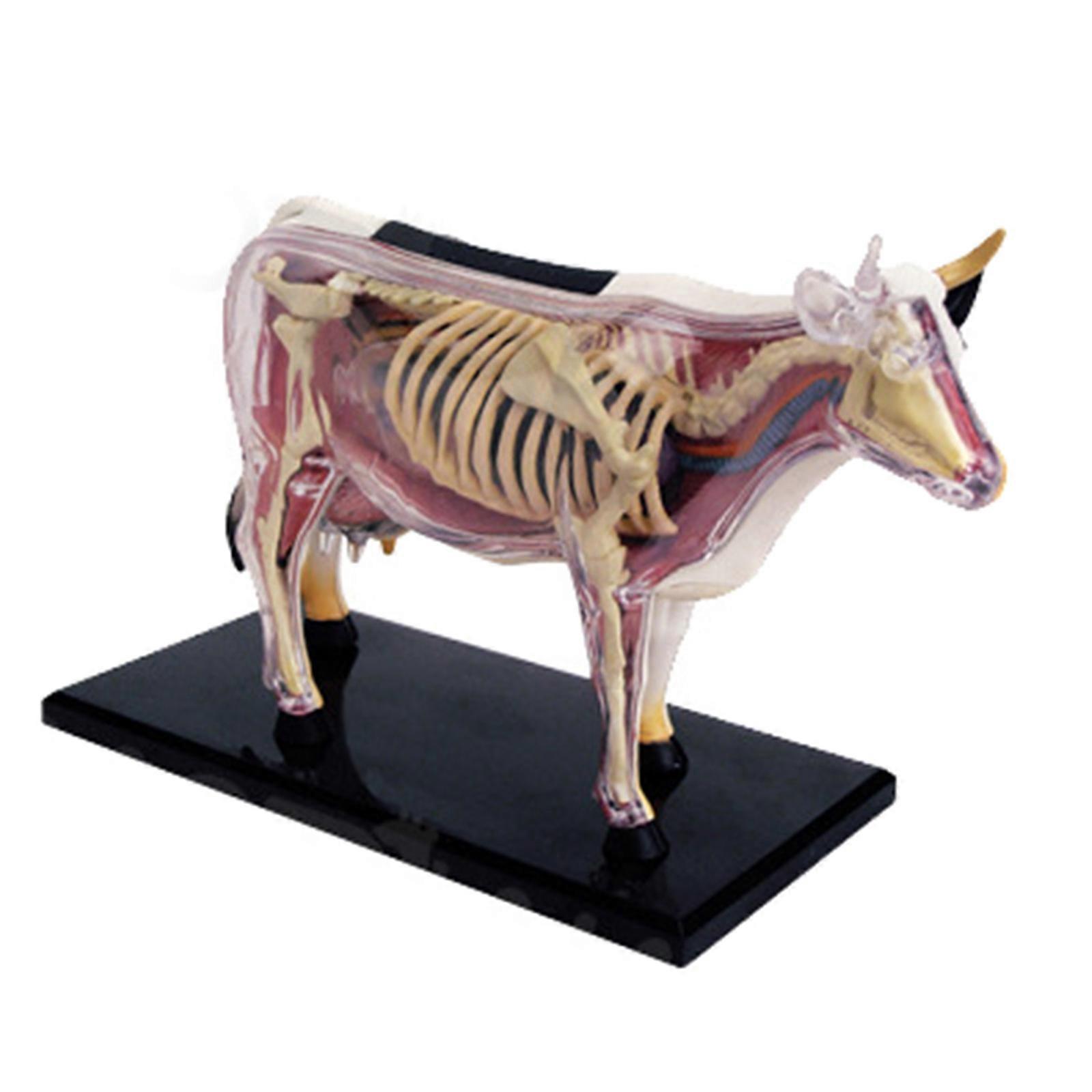 牛の解剖学モデル動物の解剖学モデル教育解剖学モデル教室病院実験室研究用教材マルチカラー