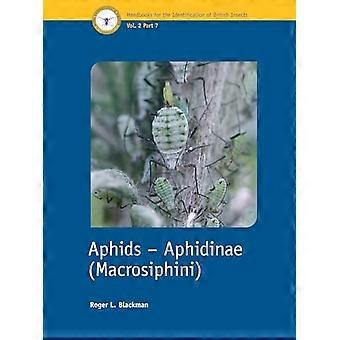 Blattläuse-Blattläuse (Macrosiphini)