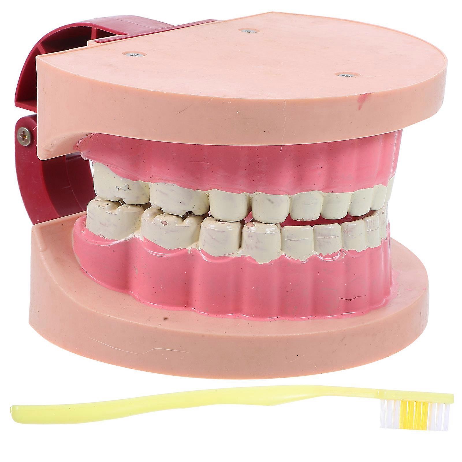 Kids Science Tools Tooth Model Teaching Model for Science Toy