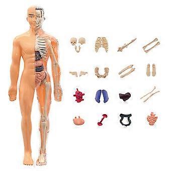 Plastics 3d Human Torso Model Transparent DIY Mannequin Science Cognitive Puzzle Construction Education Toys Skeleton Model