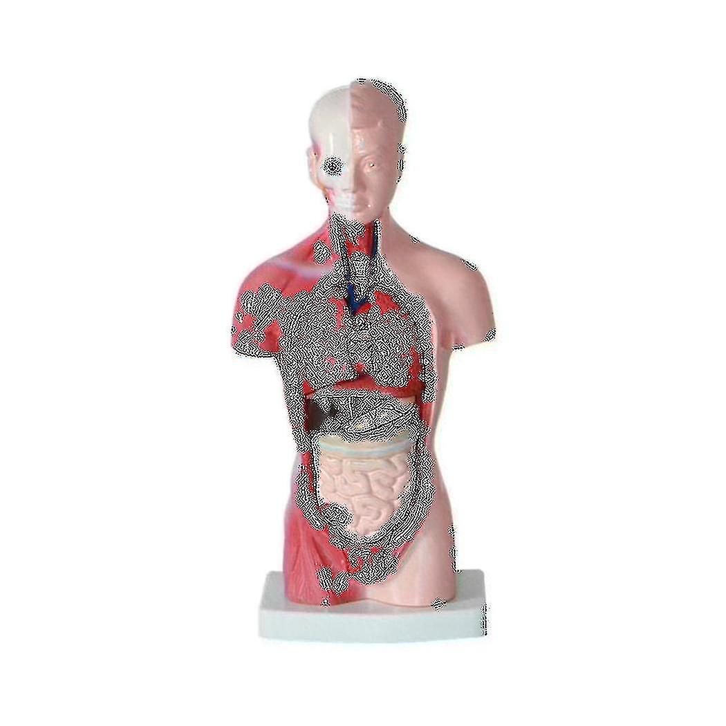 11 Inch Human Torso Body Model Anatomy Anatomical Internal Organs For Student Teaching Study Assemb