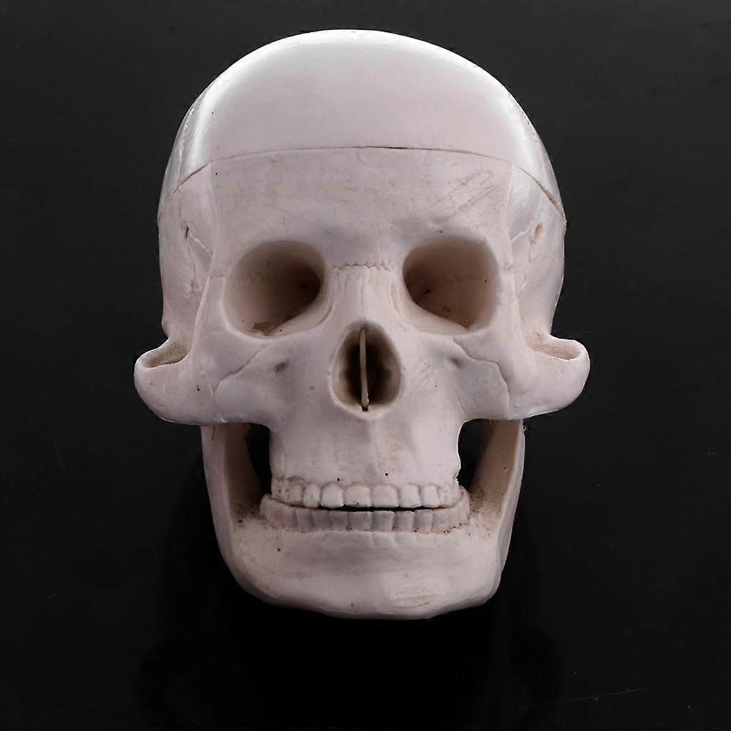 Human Skull Model Anatomical Head Skeleton Medicine Model Science Lab Teaching Aids Educational Study Anatomy