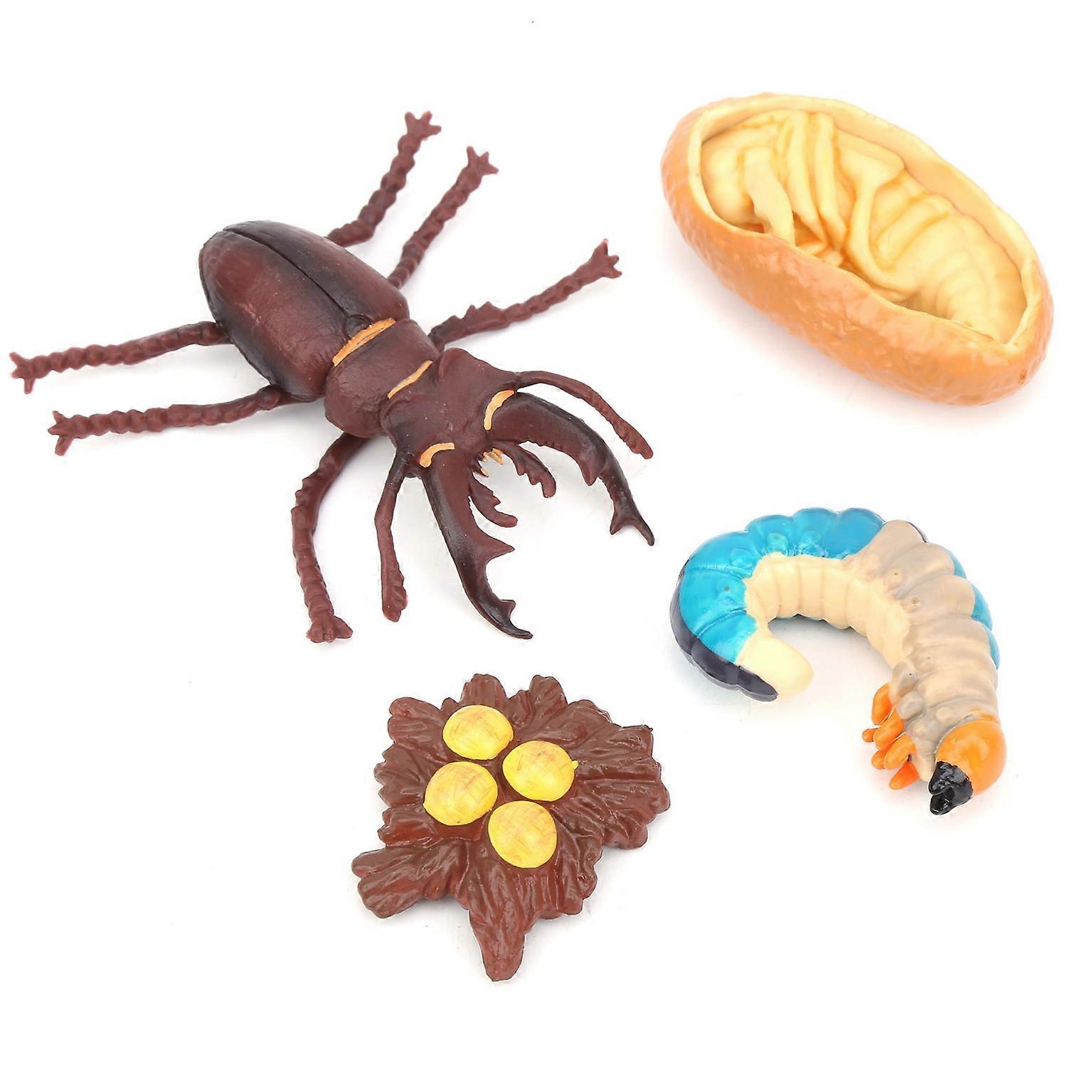 Animals Growth Cycle Life Cycle Model Learning Teaching Model Toy for Children#3