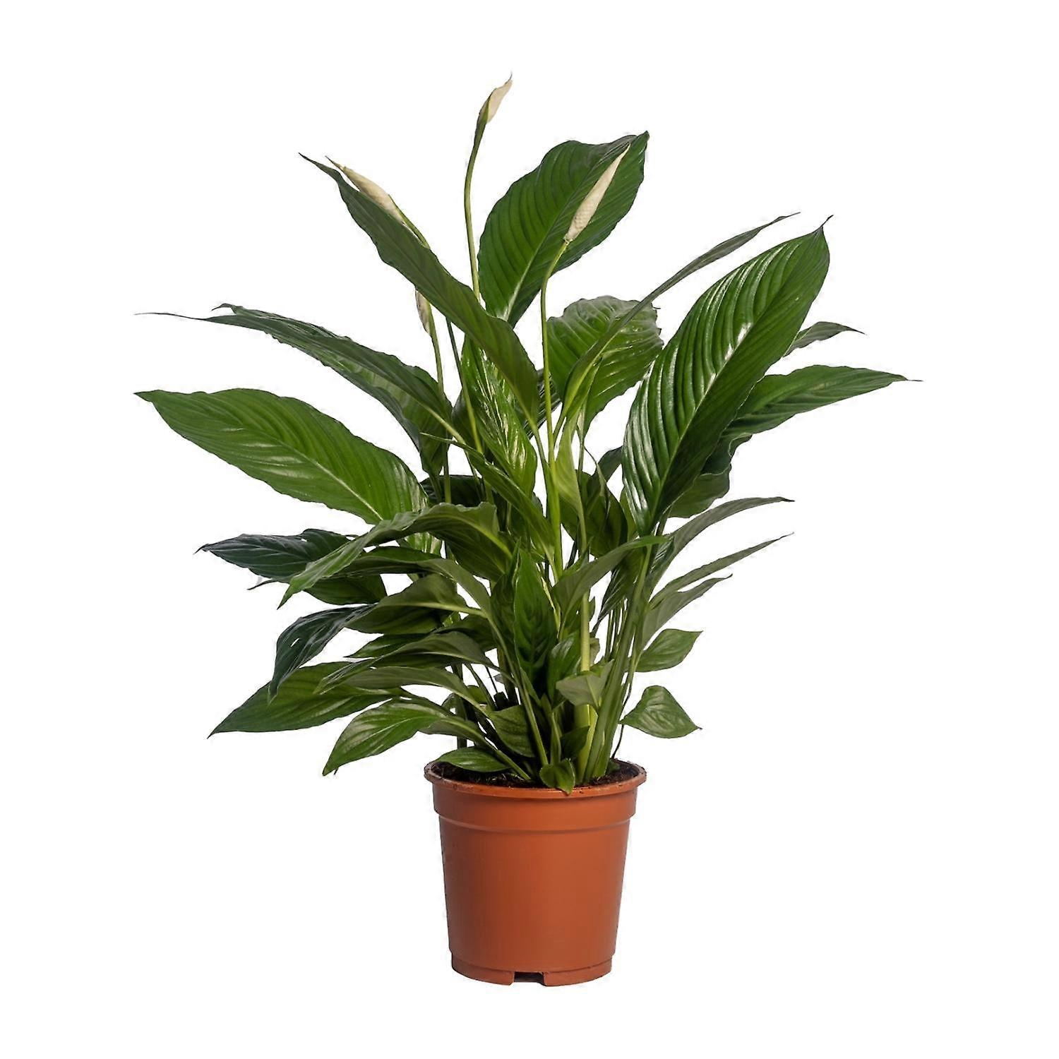 Spathiphyllum Vivaldi - 60-70cm - Ø17cm