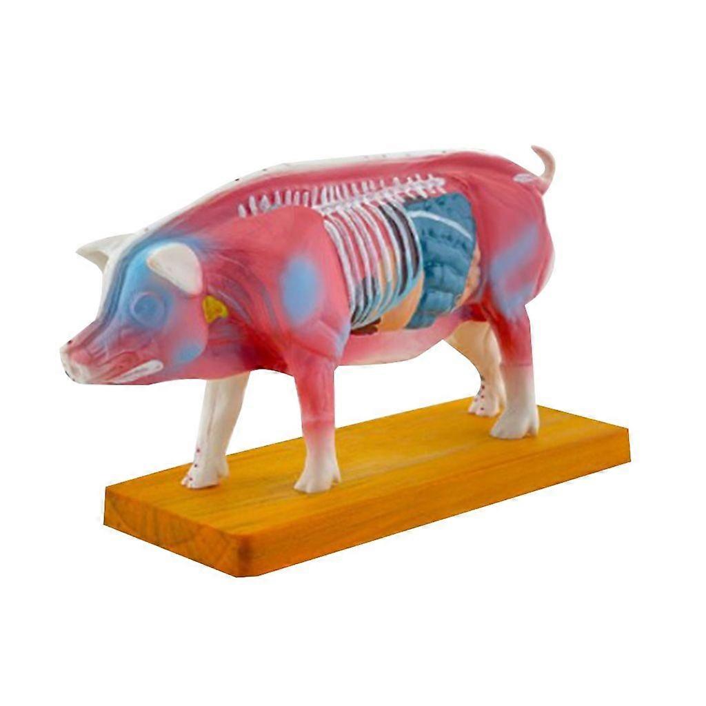 Animal Anatomical Model for Veterinary Learning