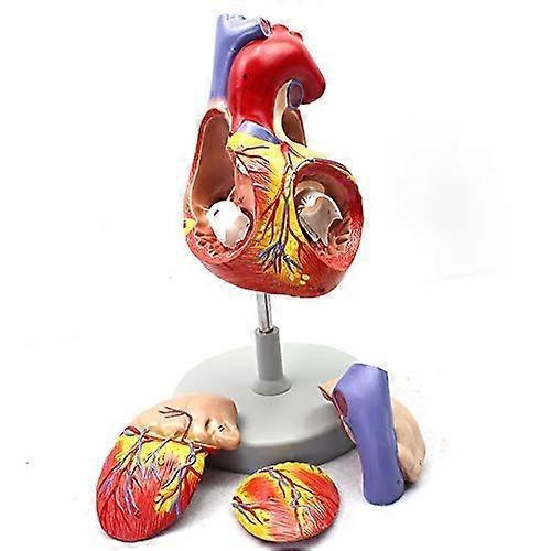 Anatomy Model - Professional 3D Heart Model for Students, Human Anatomy Organs, Anatomy Study Tools, Durable Material