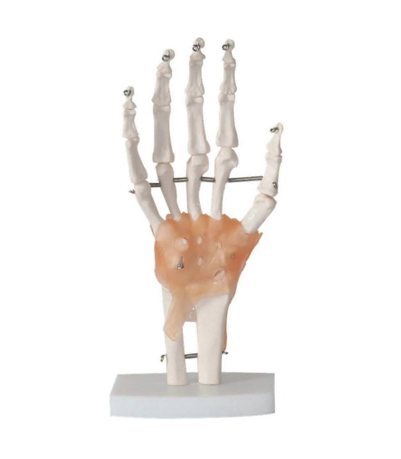 Life Size Anatomical Human Hand Joint Model with ColorCoded Ligaments, Durable PVC for Teaching