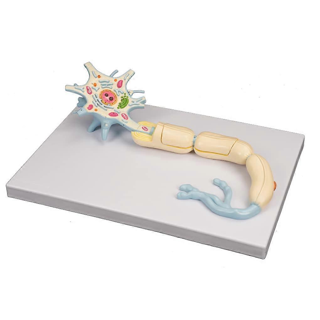 2500X Motor Neuron Anatomy Model with Removable Axon, 3D Neuron Visualization and Wooden Base for Teaching